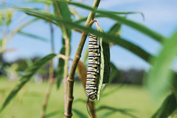 A monarch caterpillar on plants in the research plot.